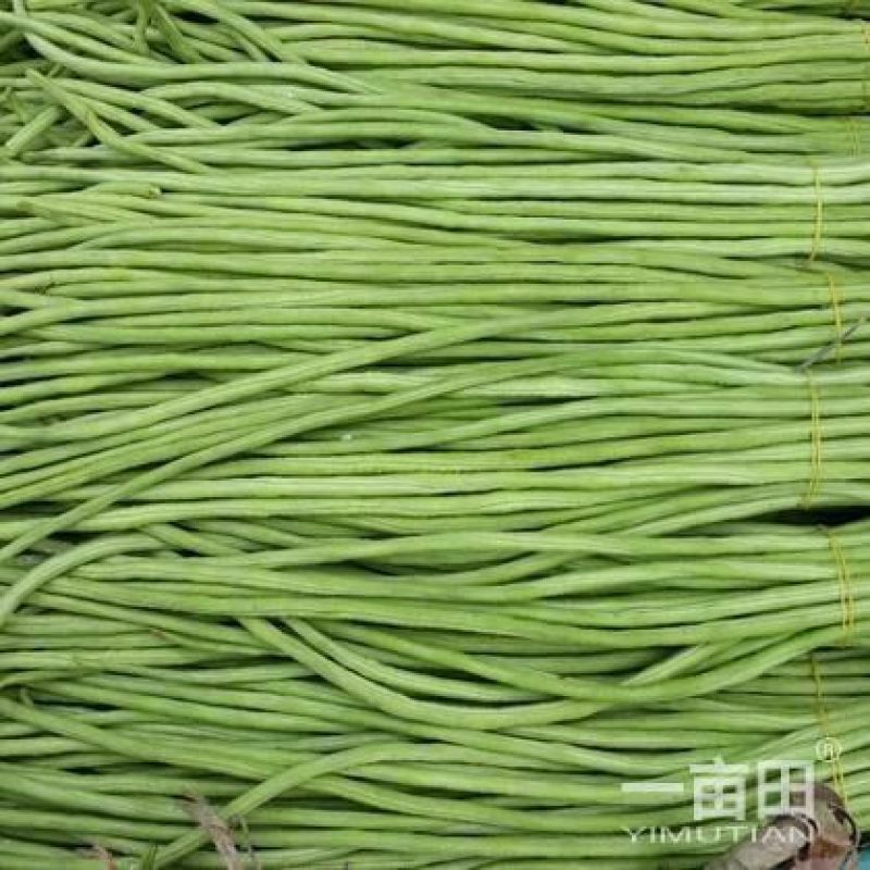 精品长豆角60厘米以上。一手货源，全国代发诚信经营