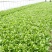 大叶菠菜15~20厘米