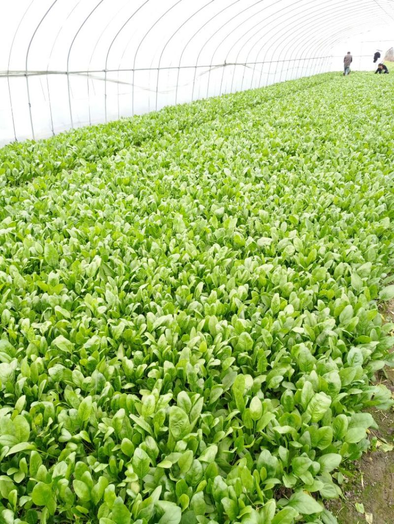 大叶菠菜15~20厘米