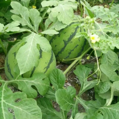 8424西瓜湖南岳阳市君山区_批发_供应-一亩田