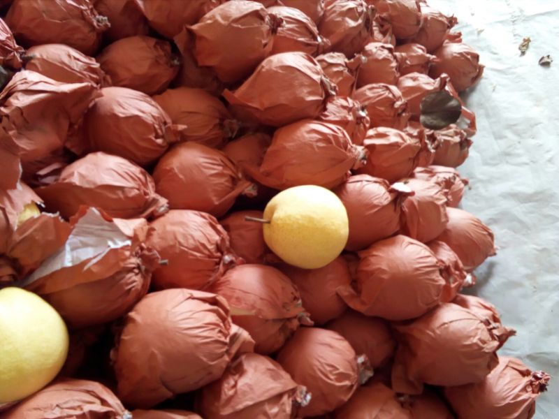 砀山梨250~300g纸箱