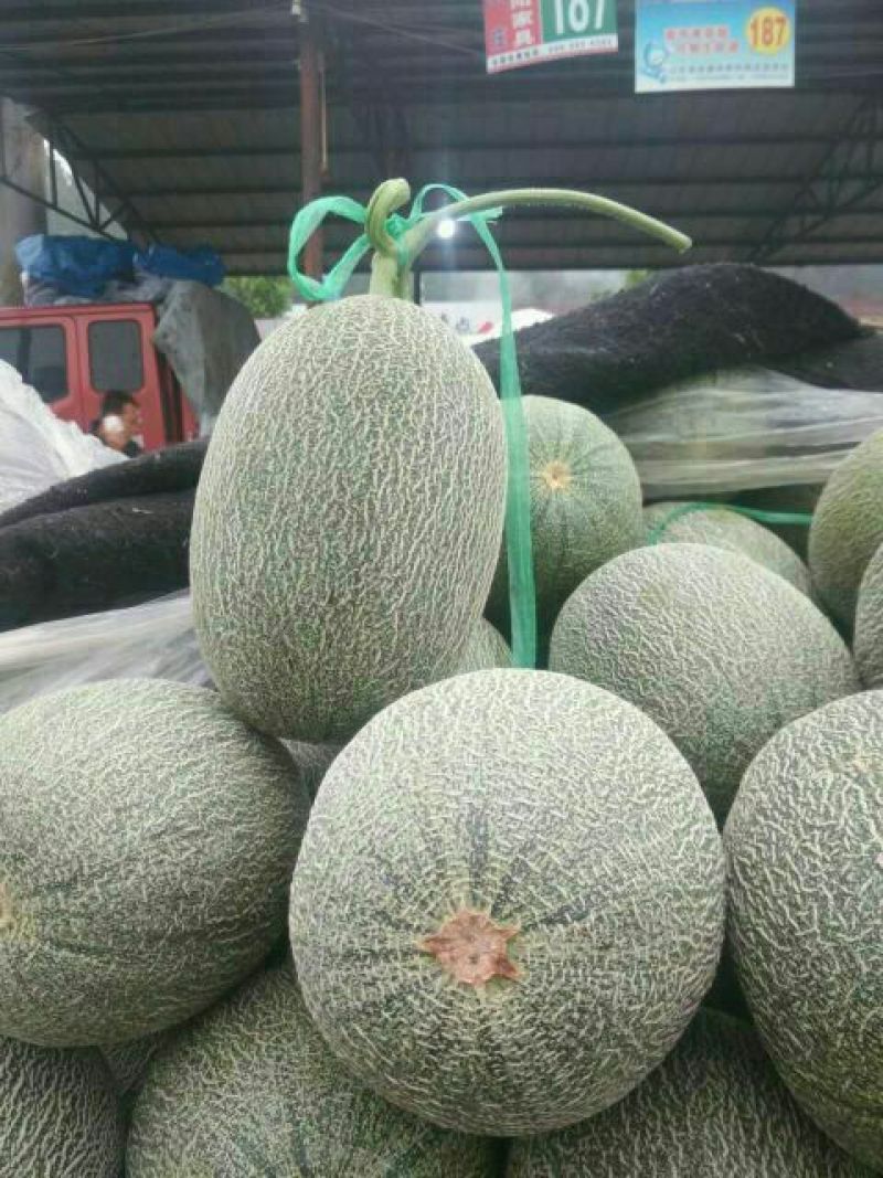 西州蜜瓜3斤以上长形