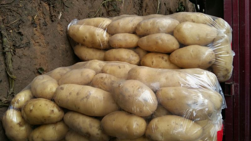 荷兰十五土豆3两以上通货