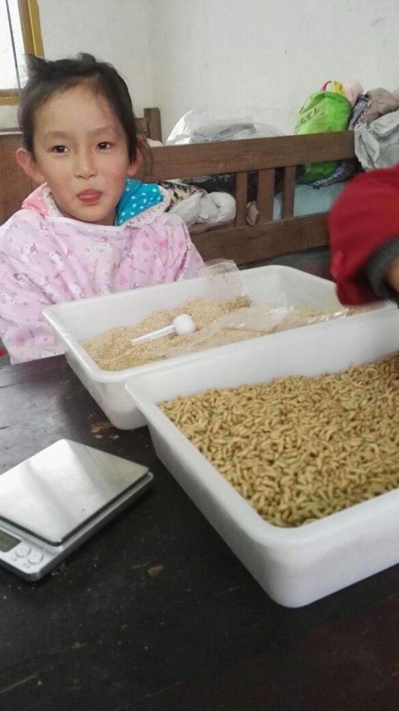 蝇蛆活蛆