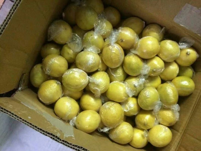 安岳尤力克柠檬2~2.6两