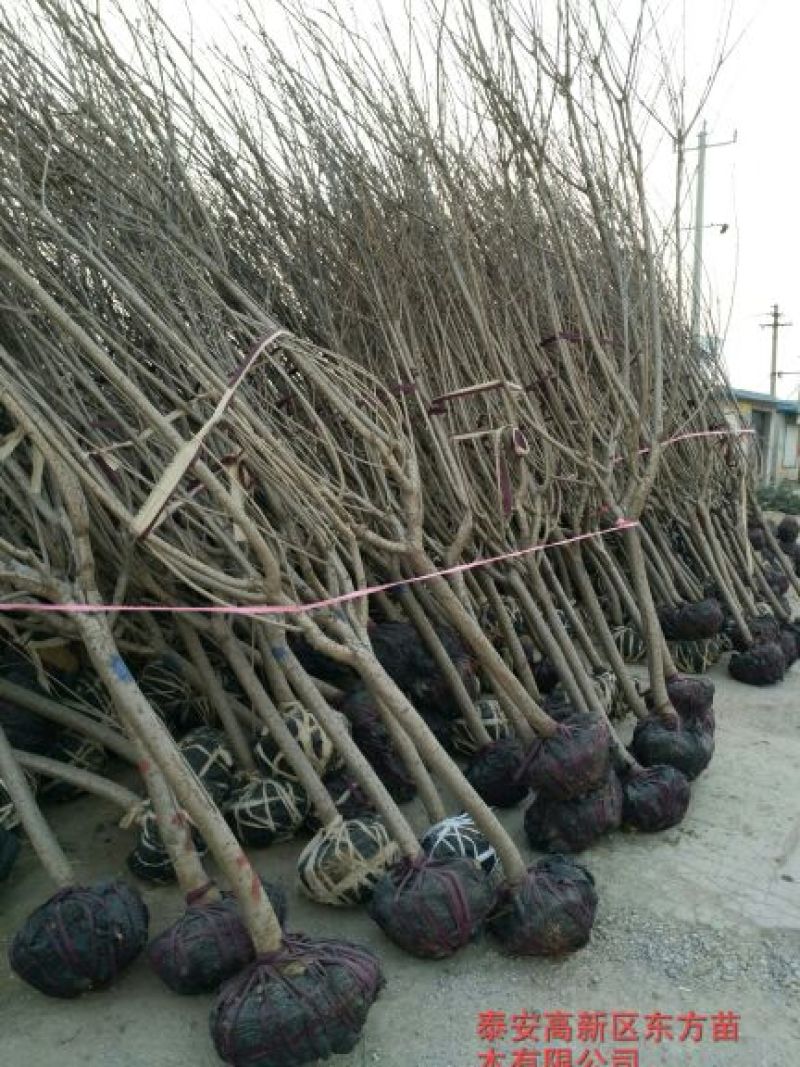 樱花树