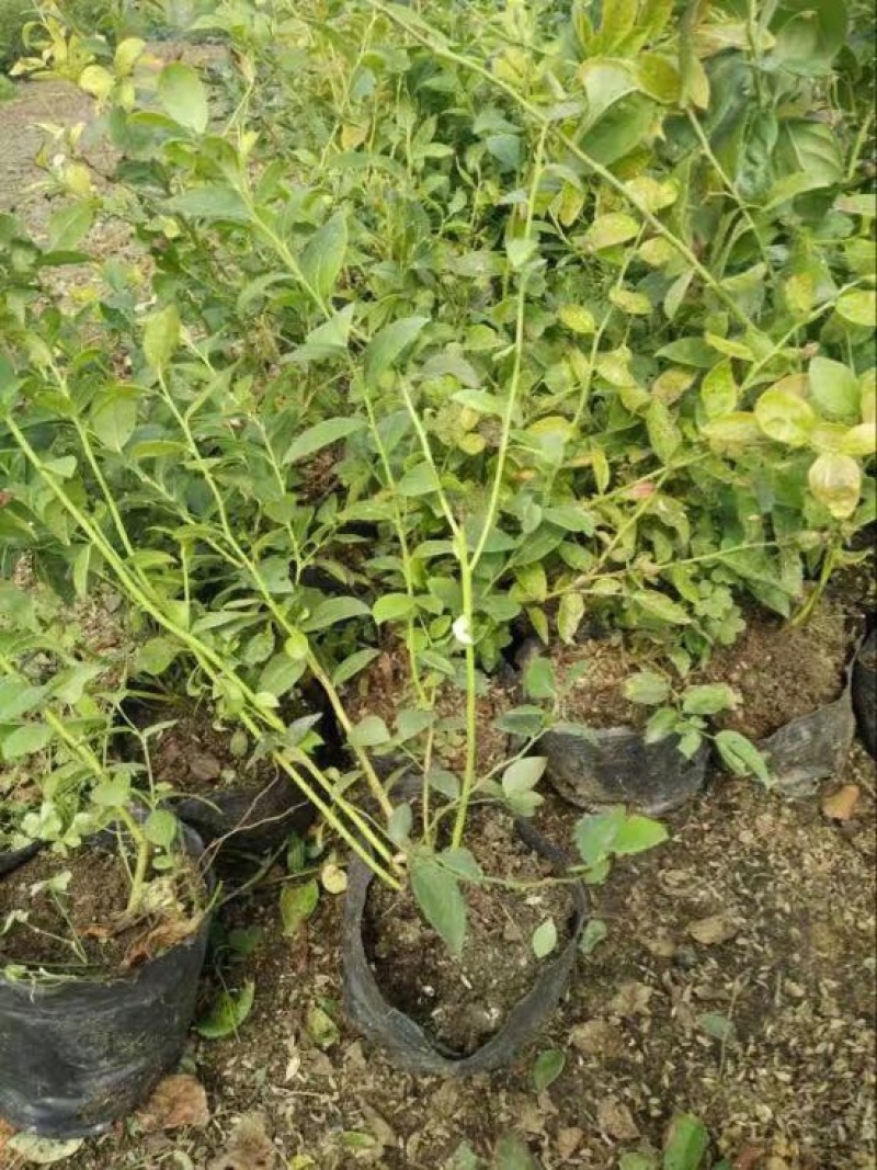 蓝莓苗30~50cm2年以上