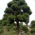 罗汉松树桩15~20cm