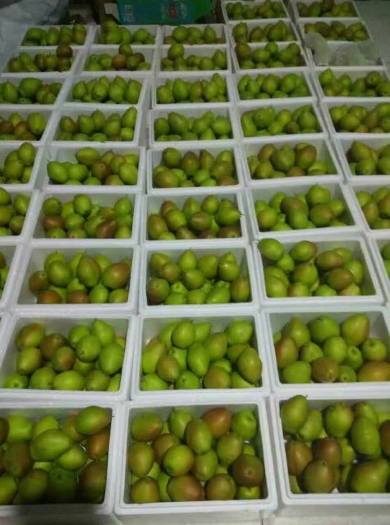 香梨250~300g60mm以上母