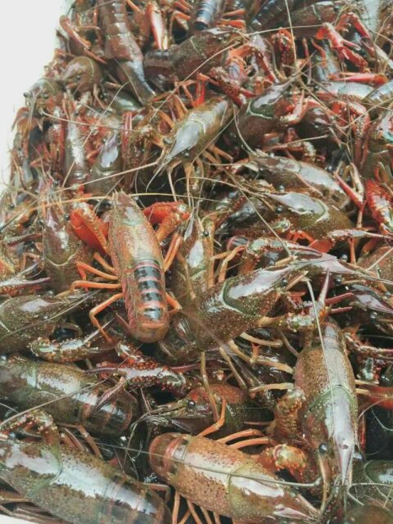 小龙虾食用4~6钱活虾