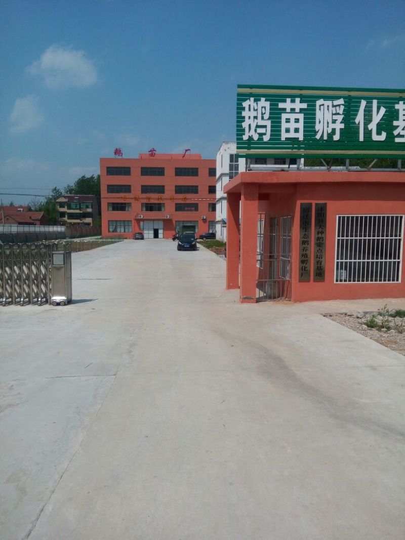 鹅苗250g以下