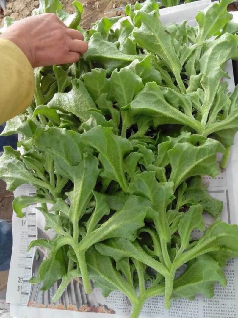 蔬菜