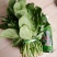 秋菠菜20~25厘米