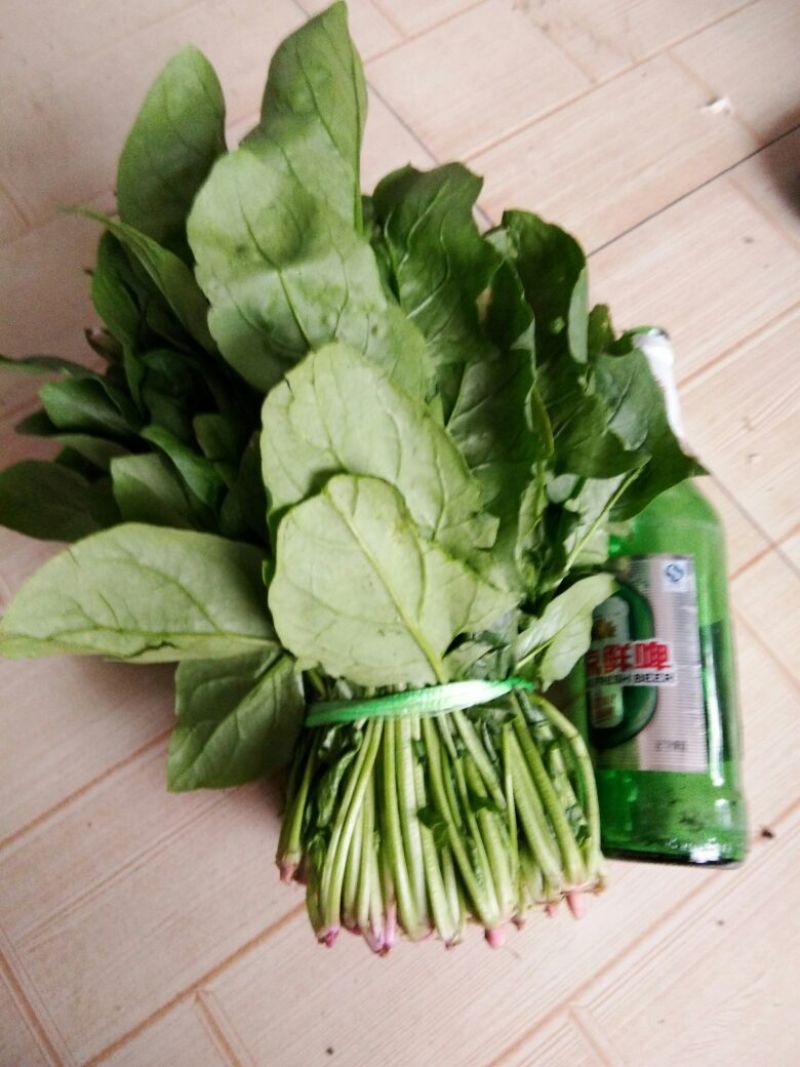 秋菠菜20~25厘米