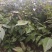 核桃树