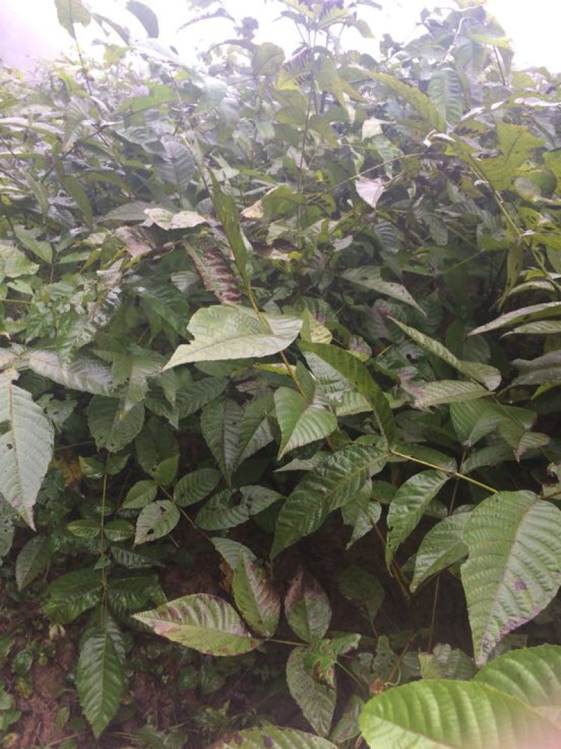 核桃树