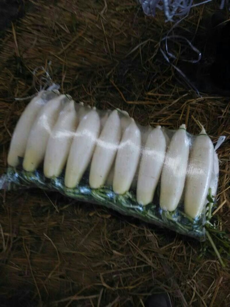 白萝卜