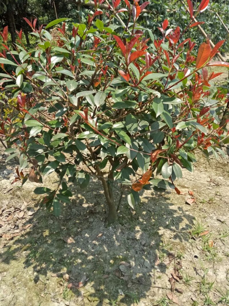 红叶石楠4~6cm4~6cm1.5~2米