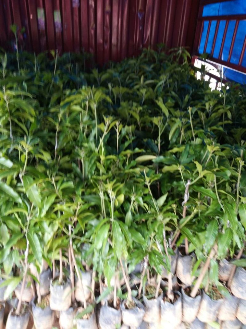 芒果苗台农1m以下