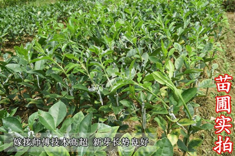 三红柚子苗0.5~0.8m0.5~0.8cm