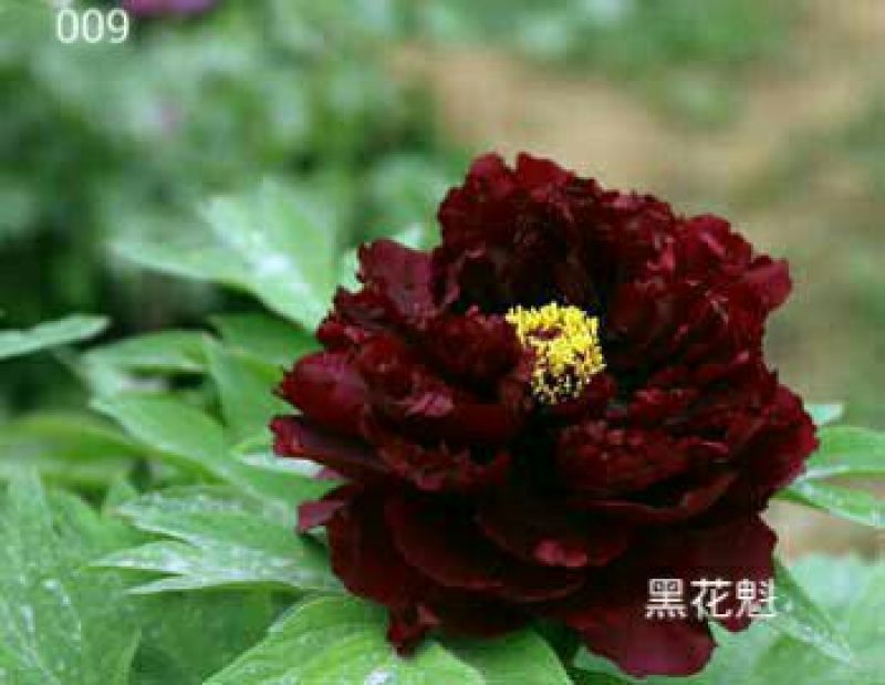 牡丹0.5米以下