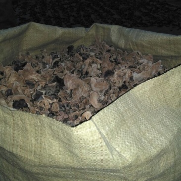 毛木耳一级