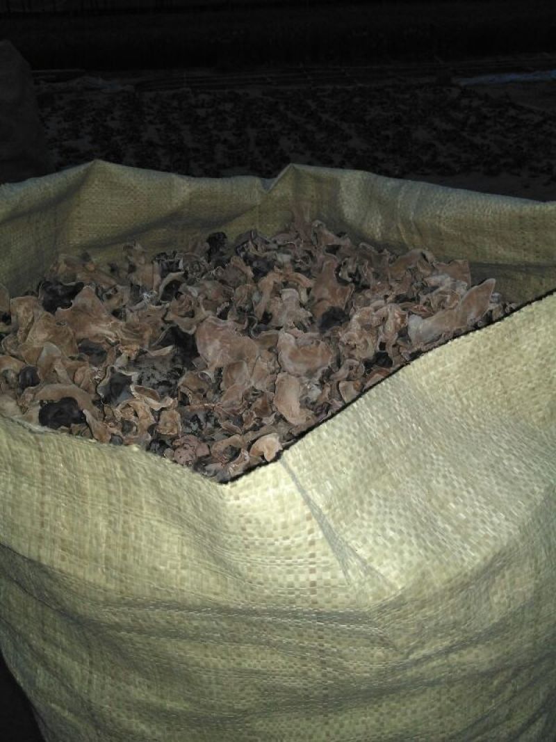毛木耳一级
