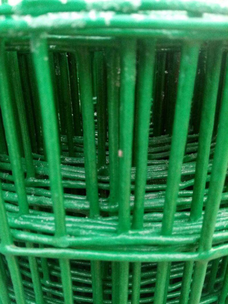 荷兰网