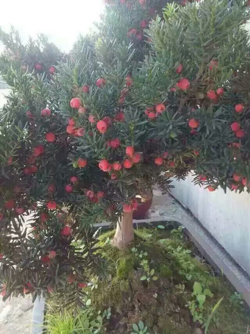 东北红豆杉苗10~20cm