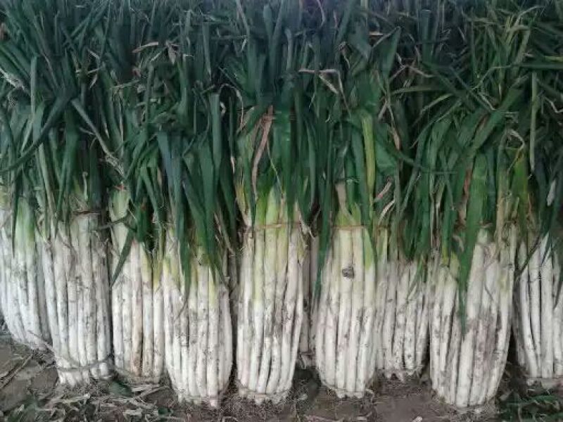章丘大葱40cm以上毛葱3cm左右