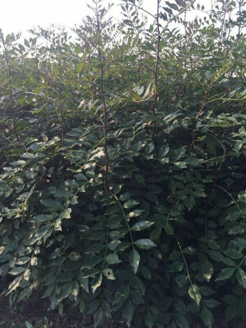 花椒苗，大红袍花椒苗，九叶青花椒苗，藤椒苗，无刺花椒苗，