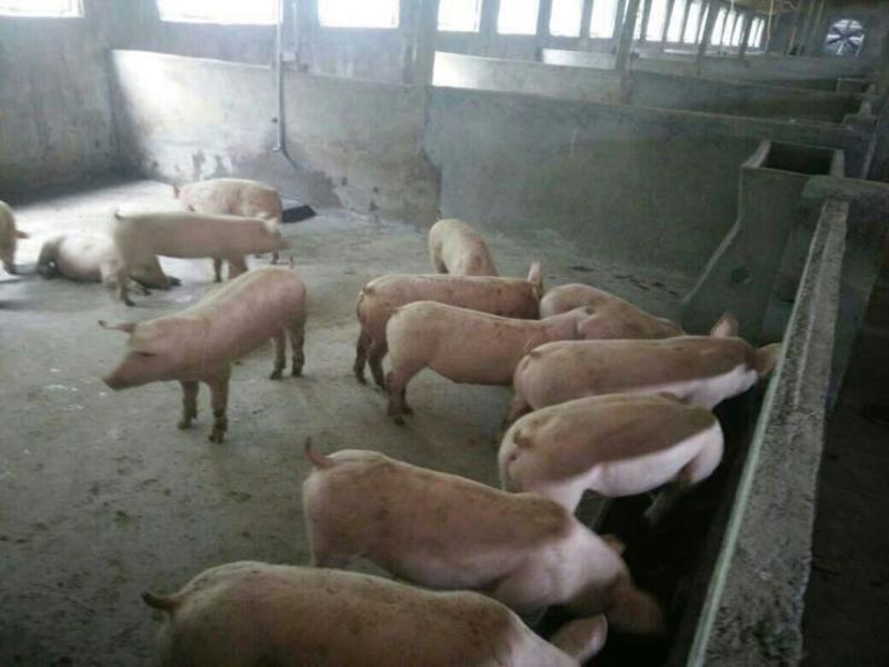 自家猪厂，诚信交易，三元仔猪20~60斤