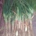 红葱大葱25~30cm毛葱3cm左右