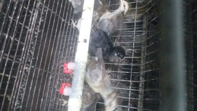 华北柴鸡0-50天脱温青年鸡