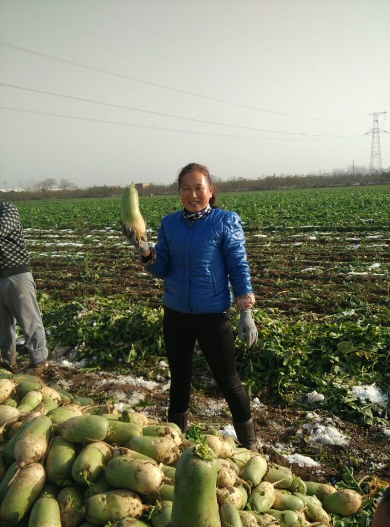 白花菜散装