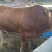 鲁西黄牛犊100~200kg