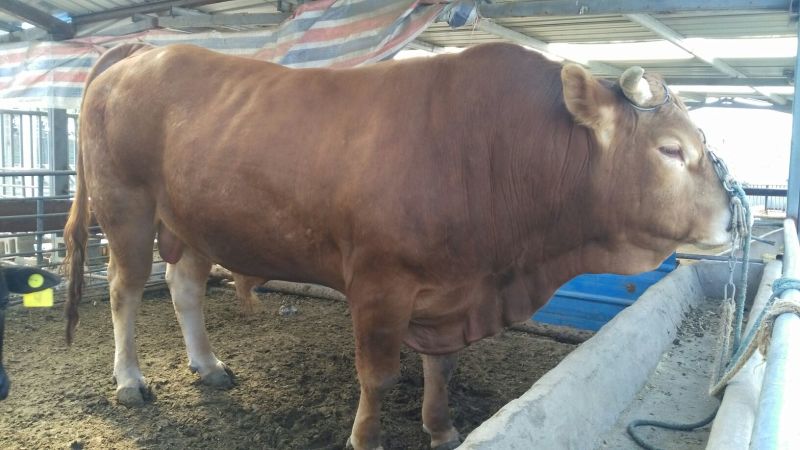 鲁西黄牛犊100~200kg