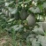 西州蜜瓜