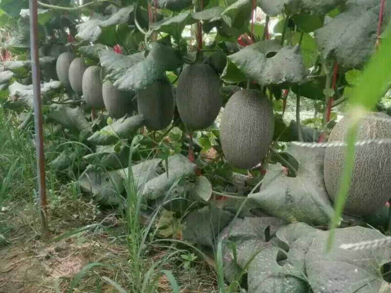 西州蜜瓜