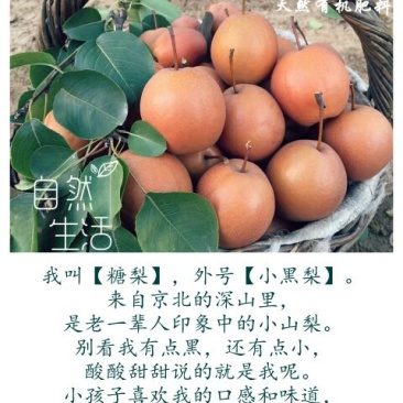 糖梨100~150g纸箱