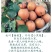 糖梨100~150g纸箱