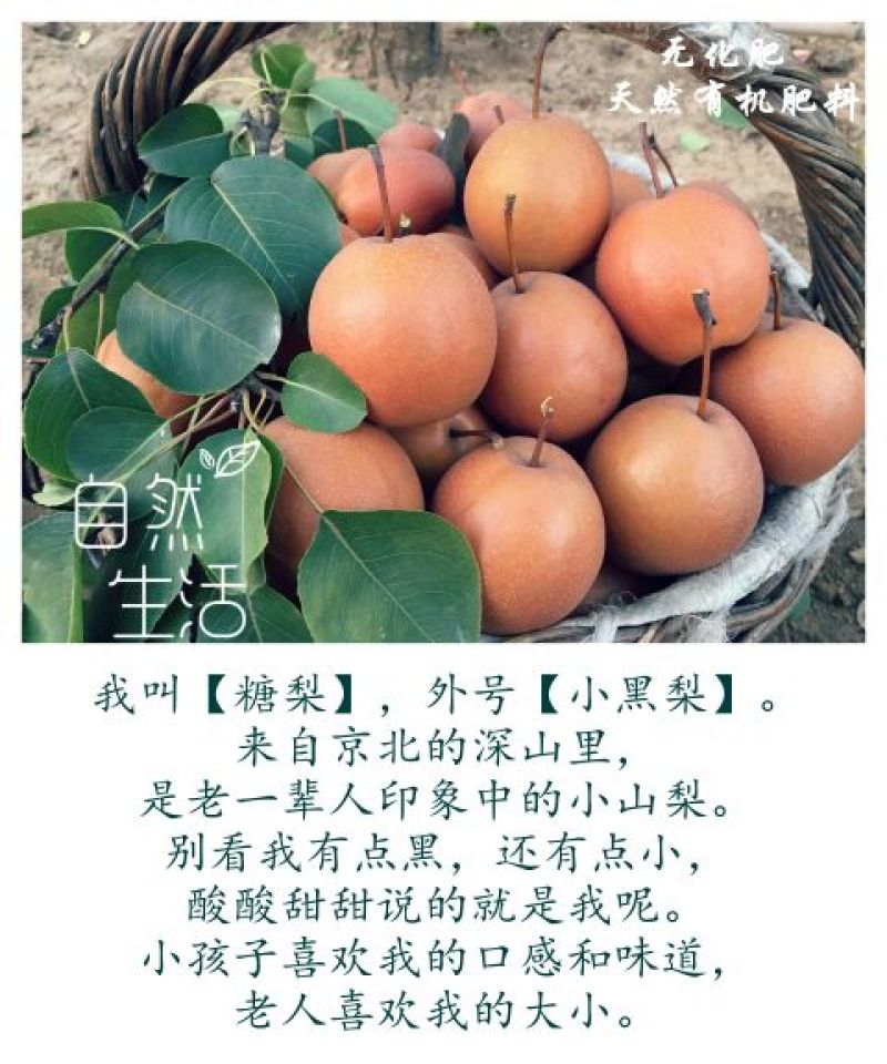 糖梨100~150g纸箱