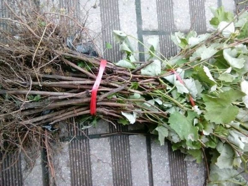 蓝宝石葡萄苗果树北方南方种植庭院爬藤地栽盆栽葡萄树苖当年