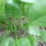 大叶菠菜10~15厘米