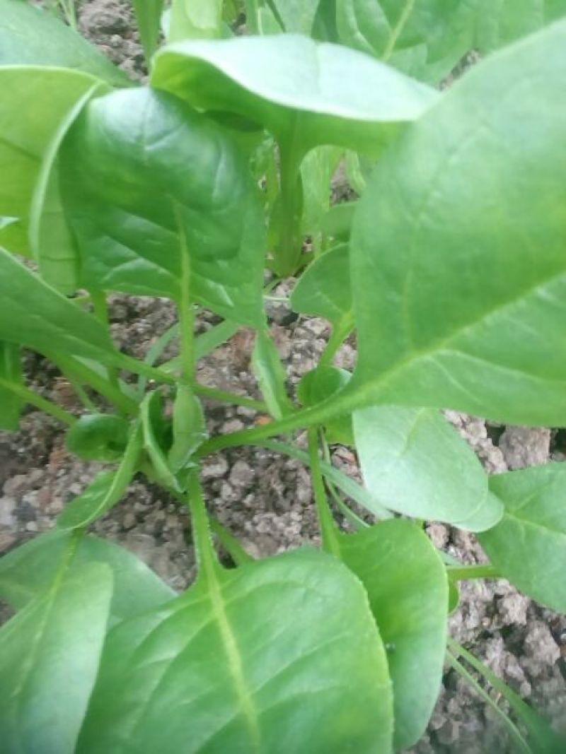 大叶菠菜10~15厘米