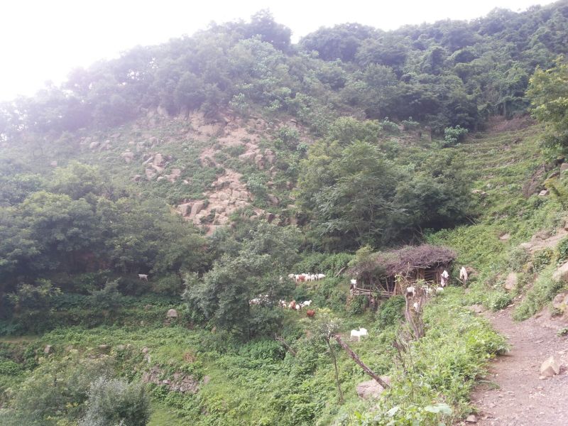 波尔山羊20__80