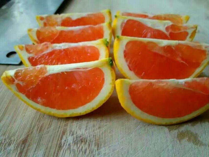 柑桔苗