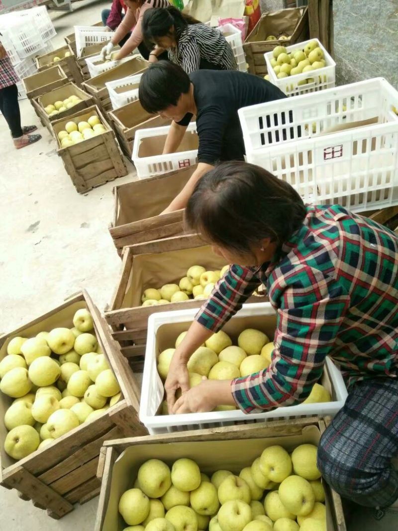 砀山梨300~350g光果