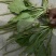 车前草