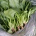 大叶菠菜30~35厘米